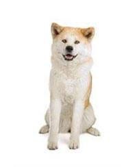 large_akita-636529010692443280