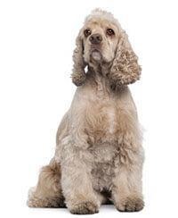large_amerikaanse-cocker-spaniel-636529018741032872