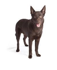 large_australische-kelpie-636529086025860280