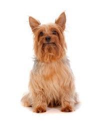 large_australische-silky-terrier-636529043840053280