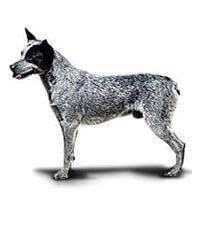 large_australische-stumpy-tail-cattle-hond-636529088309925280