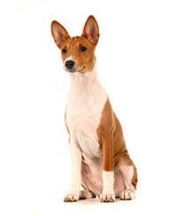 large_basenji