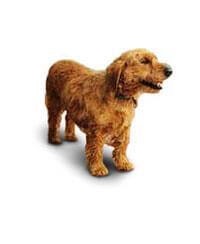 large_basset-fauve-de-bretagne