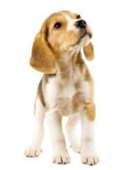large_beagle