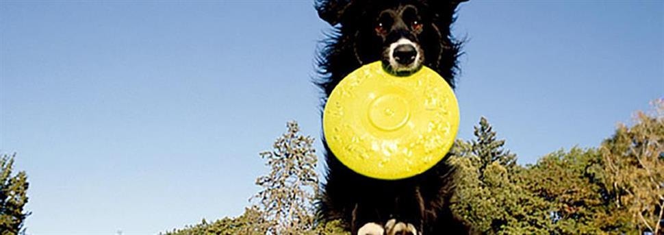 Behendigheidstraining met je hond of puppy