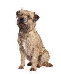 large_border-terrier