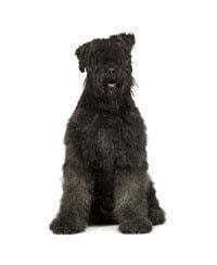 large_bouvier-des-flandres