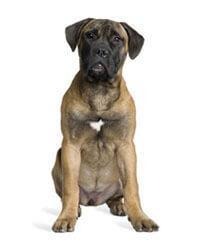 large_bullmastiff