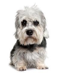 Dandie Dinmont Terriër