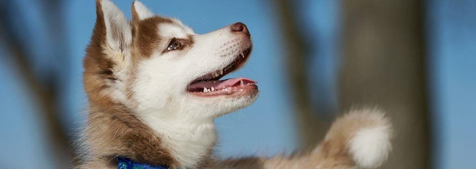 large_de-lichaamstaal-van-je-hond-lezen