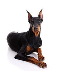 Doberman