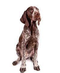 Duitse Staande Hond Korthaar