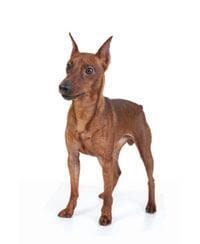 Dwergpinscher