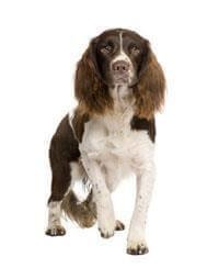 Engelse Springer Spaniël