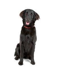 large_flatcoated-retriever-636529125227031280