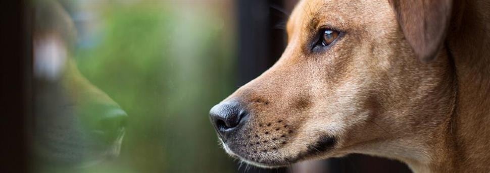 Help je hond of puppy je te begrijpen