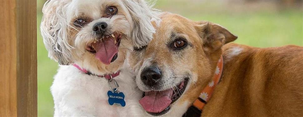 Hoe laat je een hond stoppen met vechten?