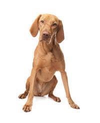 large_hongaarse-staande-vizsla-636529134044208280