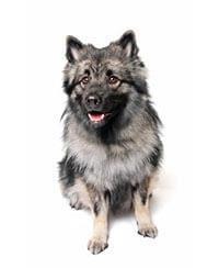 Keeshond