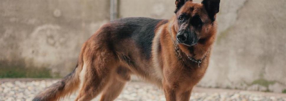 Leer je hond pootjes geven