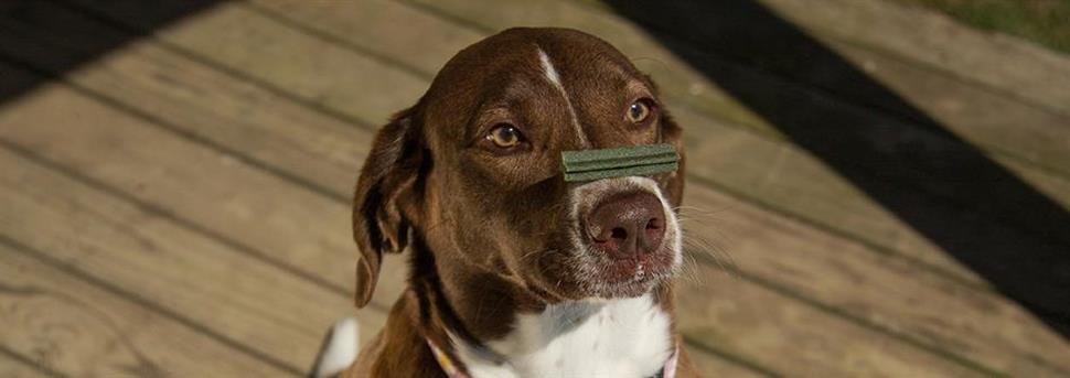 Meer weerstand door goede voeding