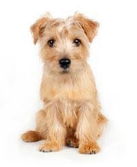 Norfolk Terrier