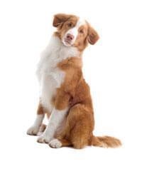 Nova Scotia Duck Tolling Retriever