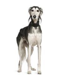 Saluki