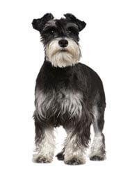 Schnauzer