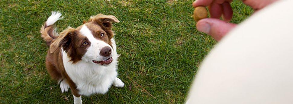 Tips voor het trainen van een hond die volwassen aan het worden is