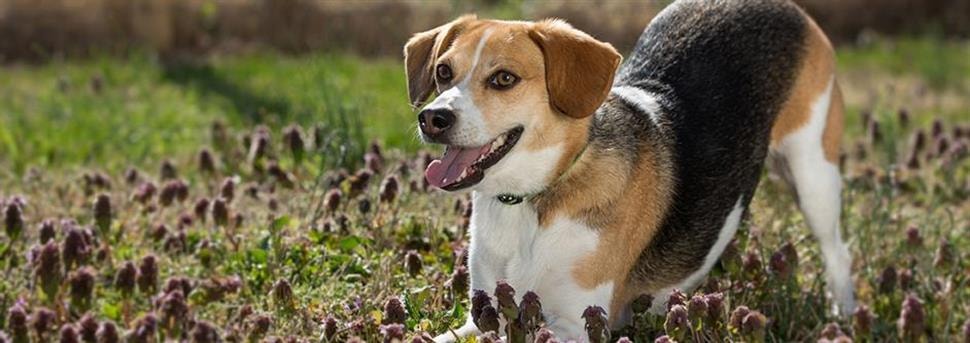 large_toilettage-van-je-hond-of-puppy