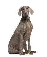 Weimaraner