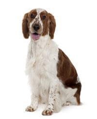 Welsh Springer Spaniël