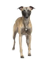 Whippet