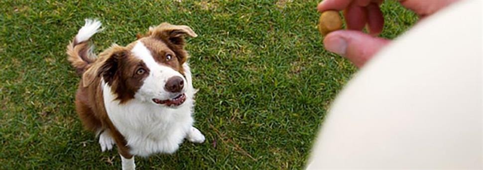 Zorg dat je hond niet meer wegloopt