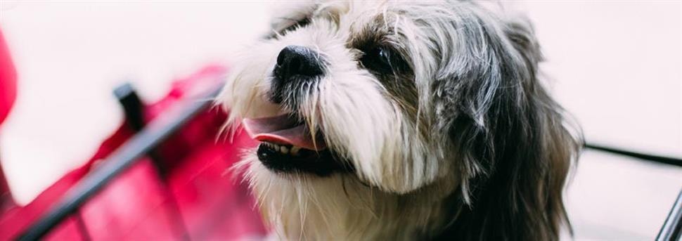 Zorgen dat je hond of puppy niet op je spullen kauwt