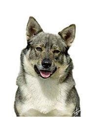 large_zweedse-vallhund-636529083035589280