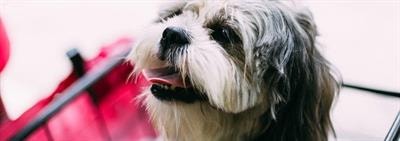 Je puppy's eerste dag thuis