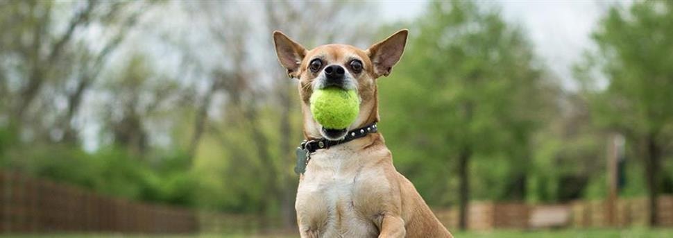 Comment éduquer son chien : les bases