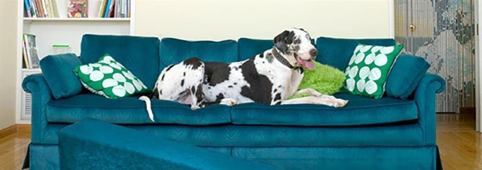 large_obeissance-du-chien-et-du-chiot-63642288429150302