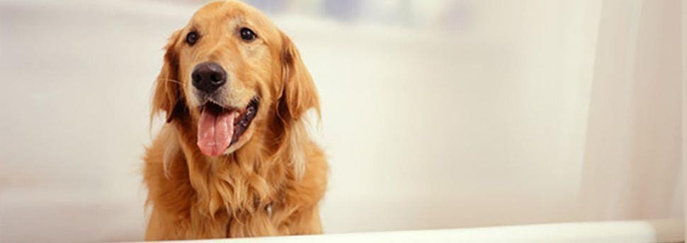 Premiers secours pour votre chien ou votre chiot